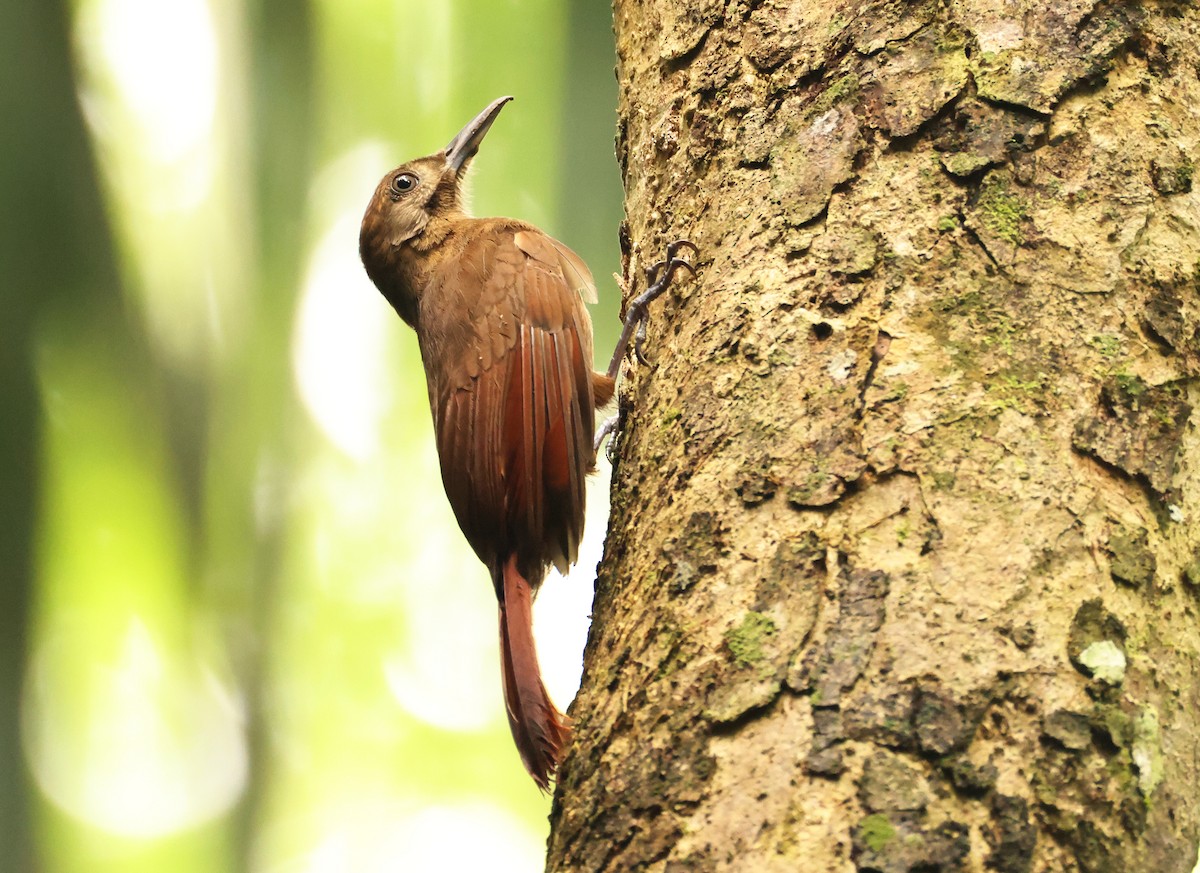Plain-brown Woodcreeper - ML640076179