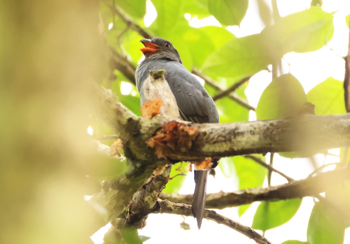 Slaty-tailed Trogon (Massena) - ML640076189