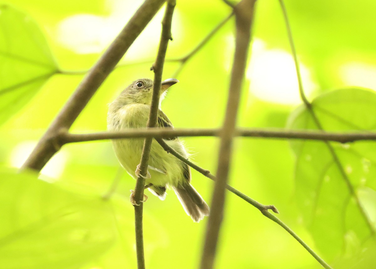 Southern Bentbill - ML640076211