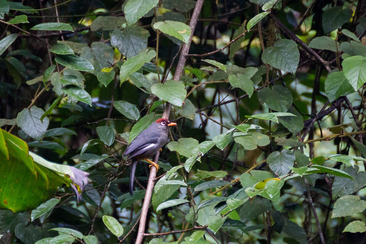 Chestnut-capped Laughingthrush - ML640076213