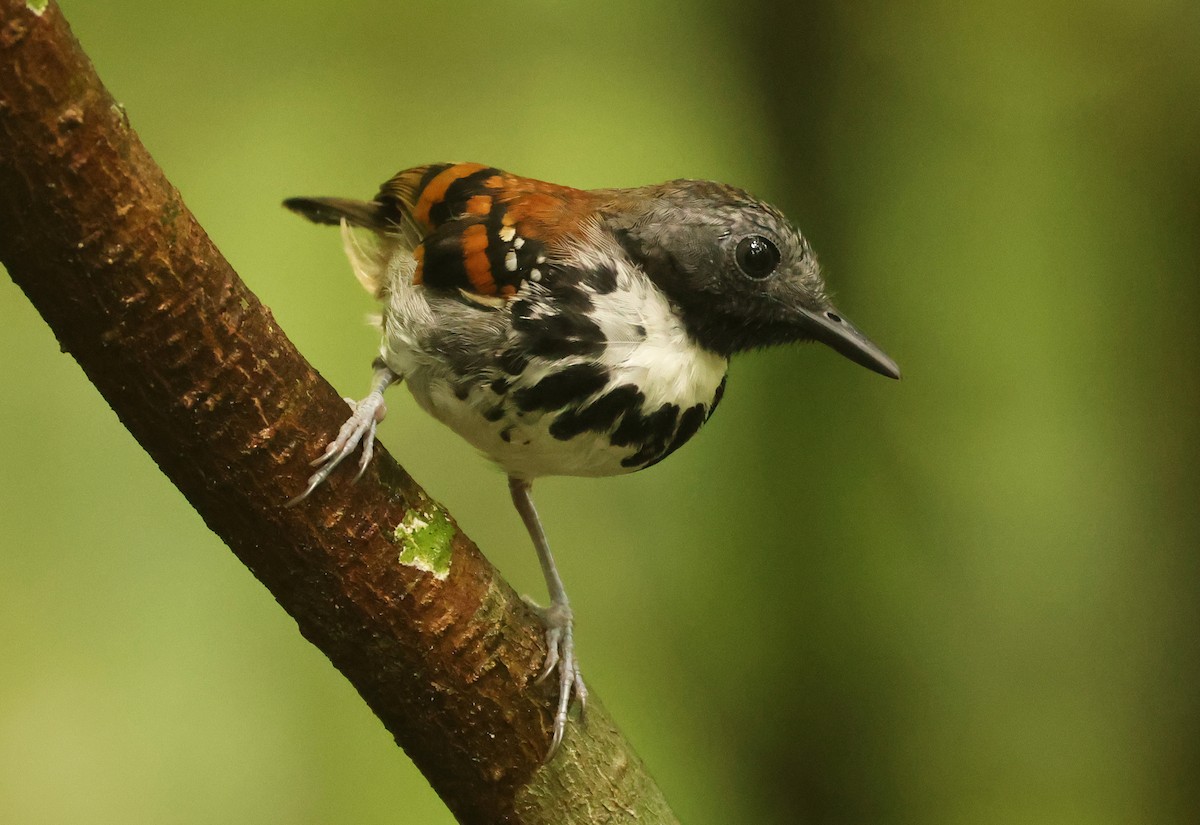 Spotted Antbird - ML640076226