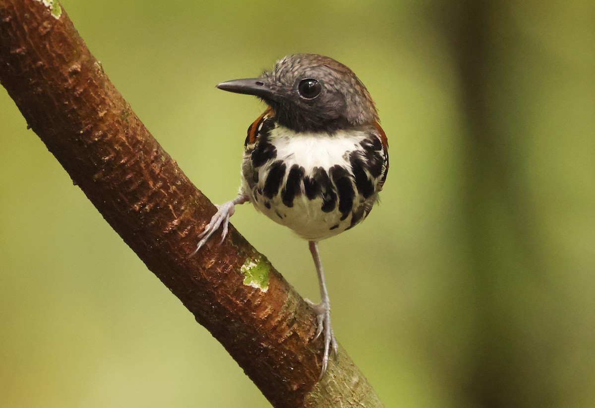 Spotted Antbird - ML640076227