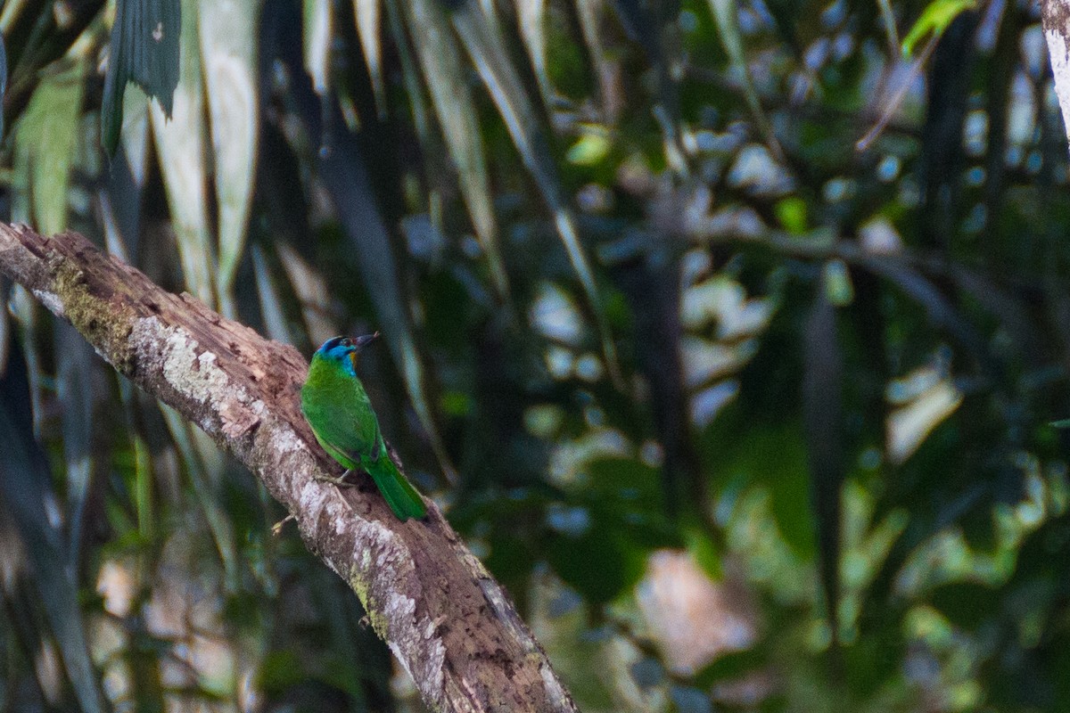 Black-browed Barbet - ML640076230