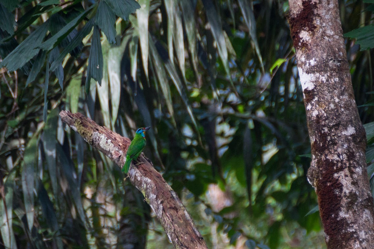 Black-browed Barbet - ML640076232