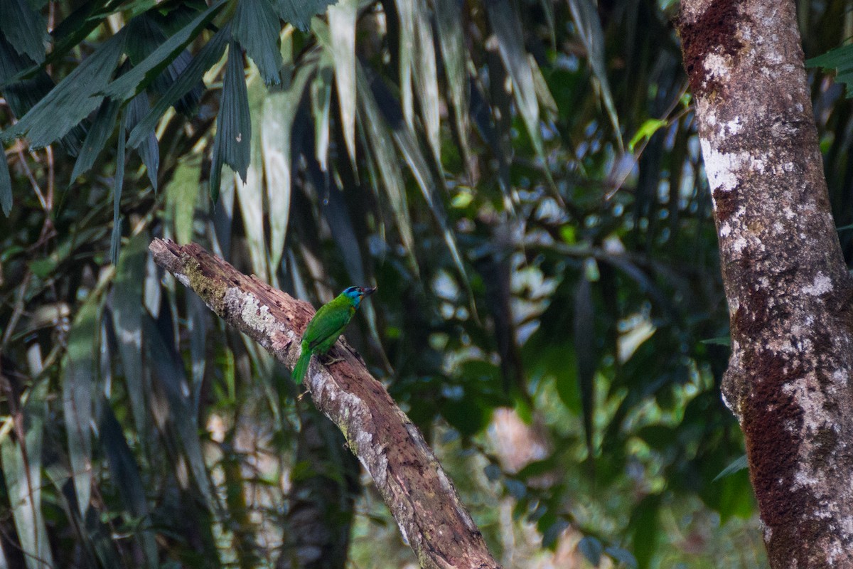 Black-browed Barbet - ML640076233