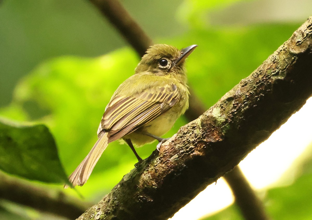 Western Olivaceous Flatbill - ML640076270