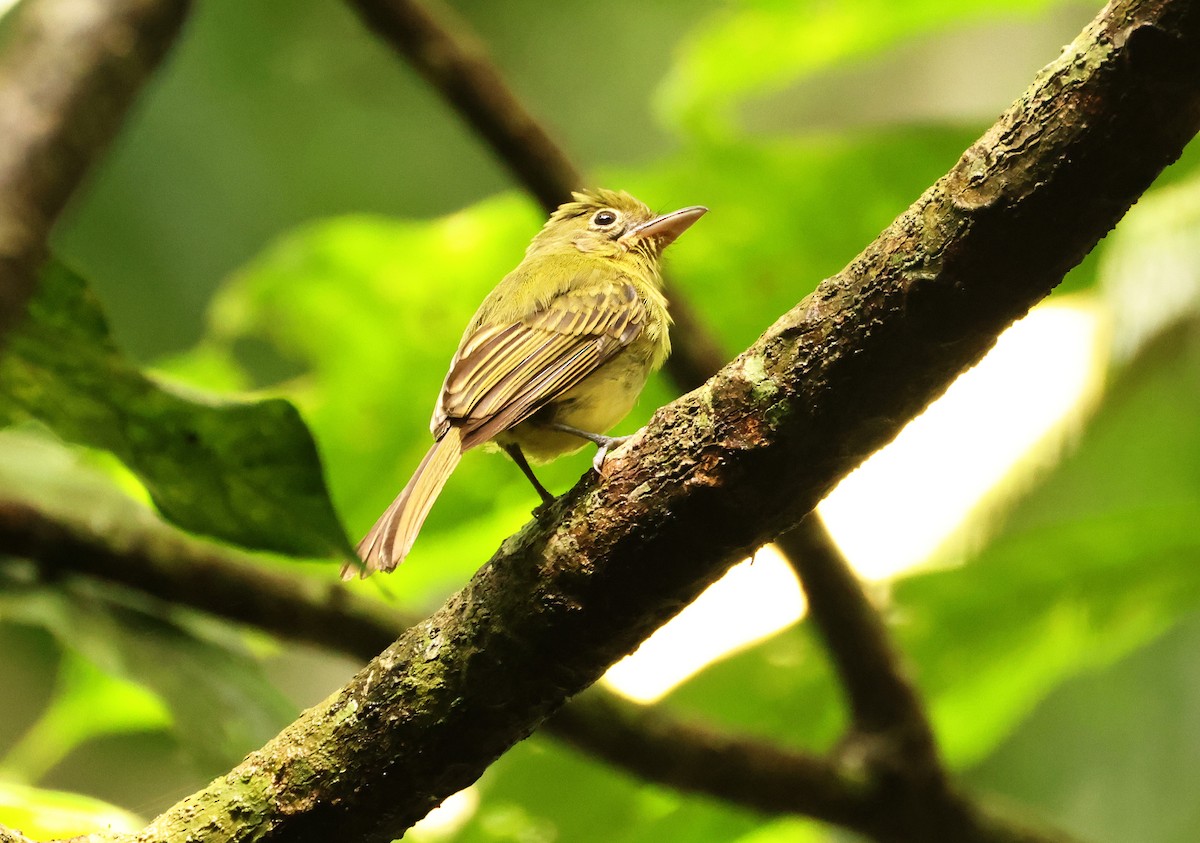 Western Olivaceous Flatbill - ML640076271