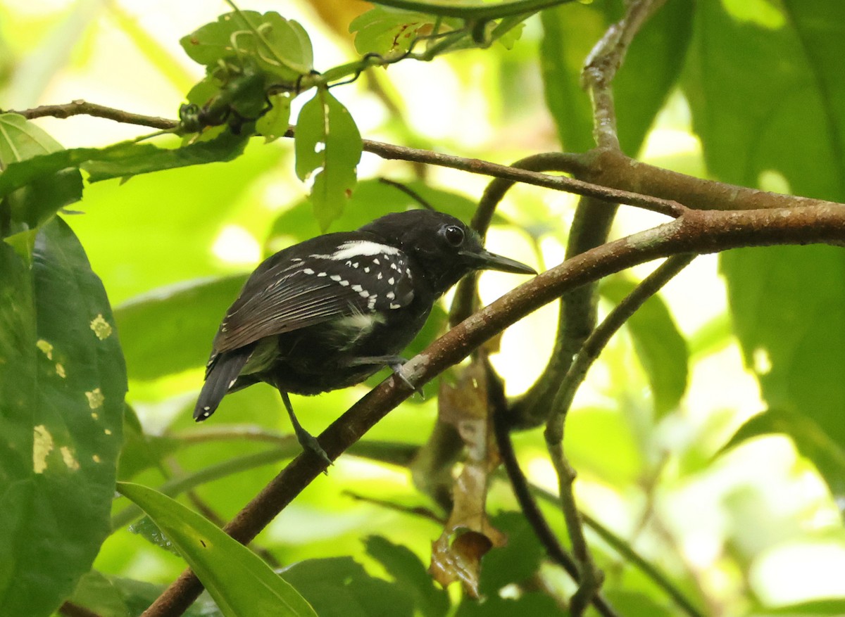 White-flanked Antwren - ML640076305