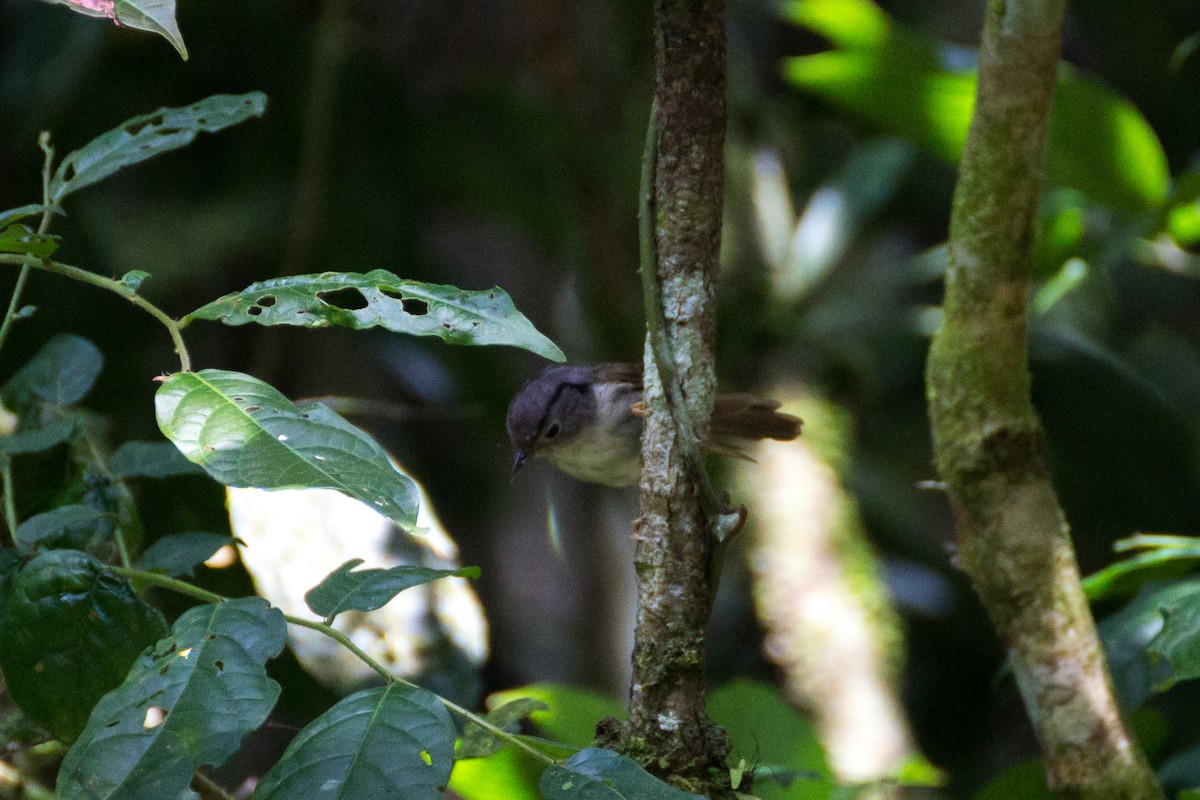 Mountain Fulvetta - ML640076358