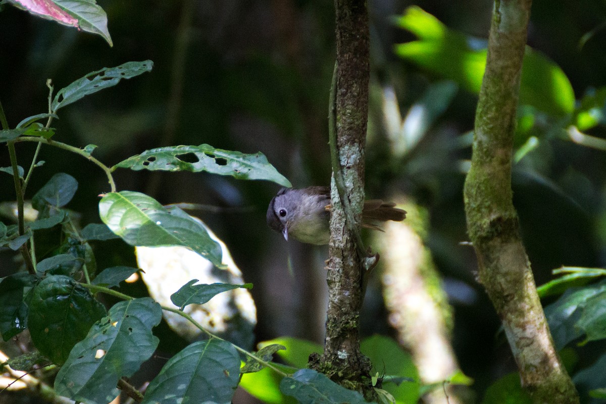 Mountain Fulvetta - ML640076359