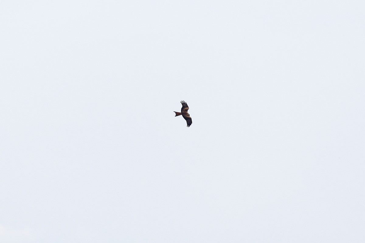 Red Kite - ML640076380