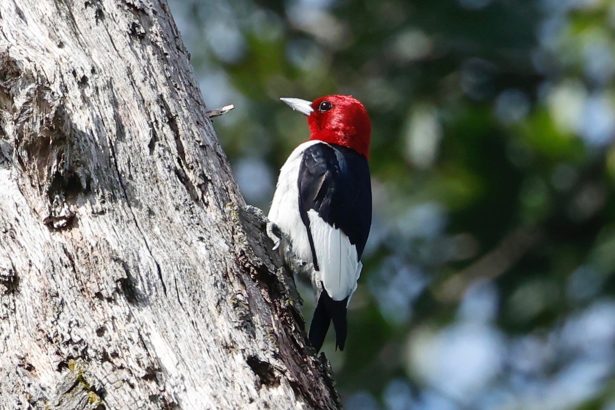 Red-headed Woodpecker - ML640076382