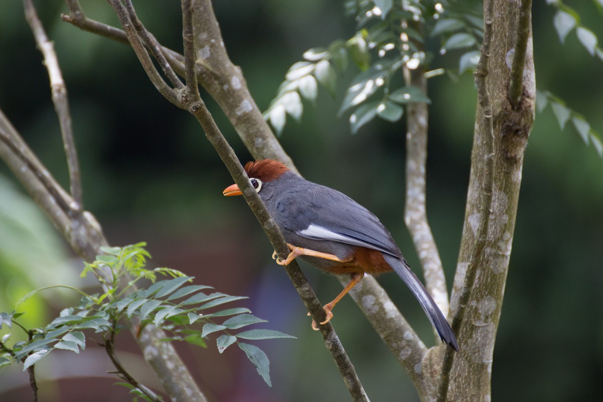 Chestnut-capped Laughingthrush - ML640076404