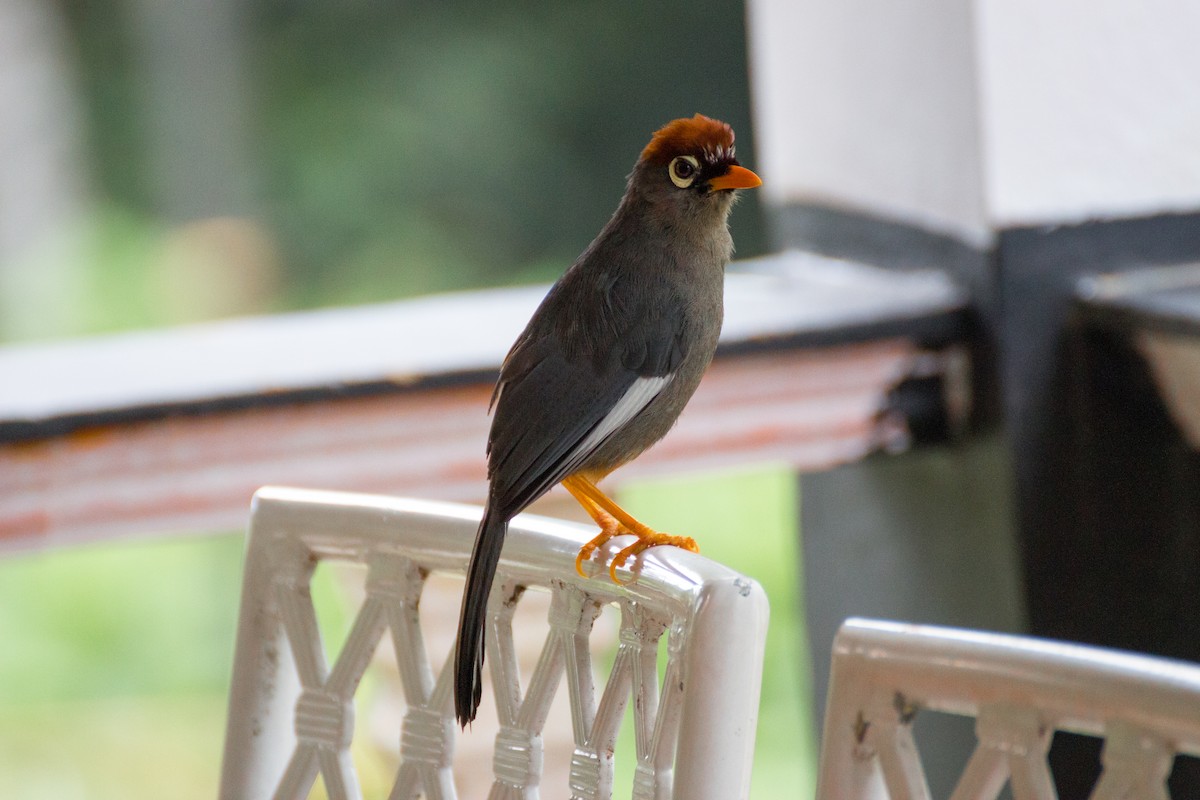 Chestnut-capped Laughingthrush - ML640076405