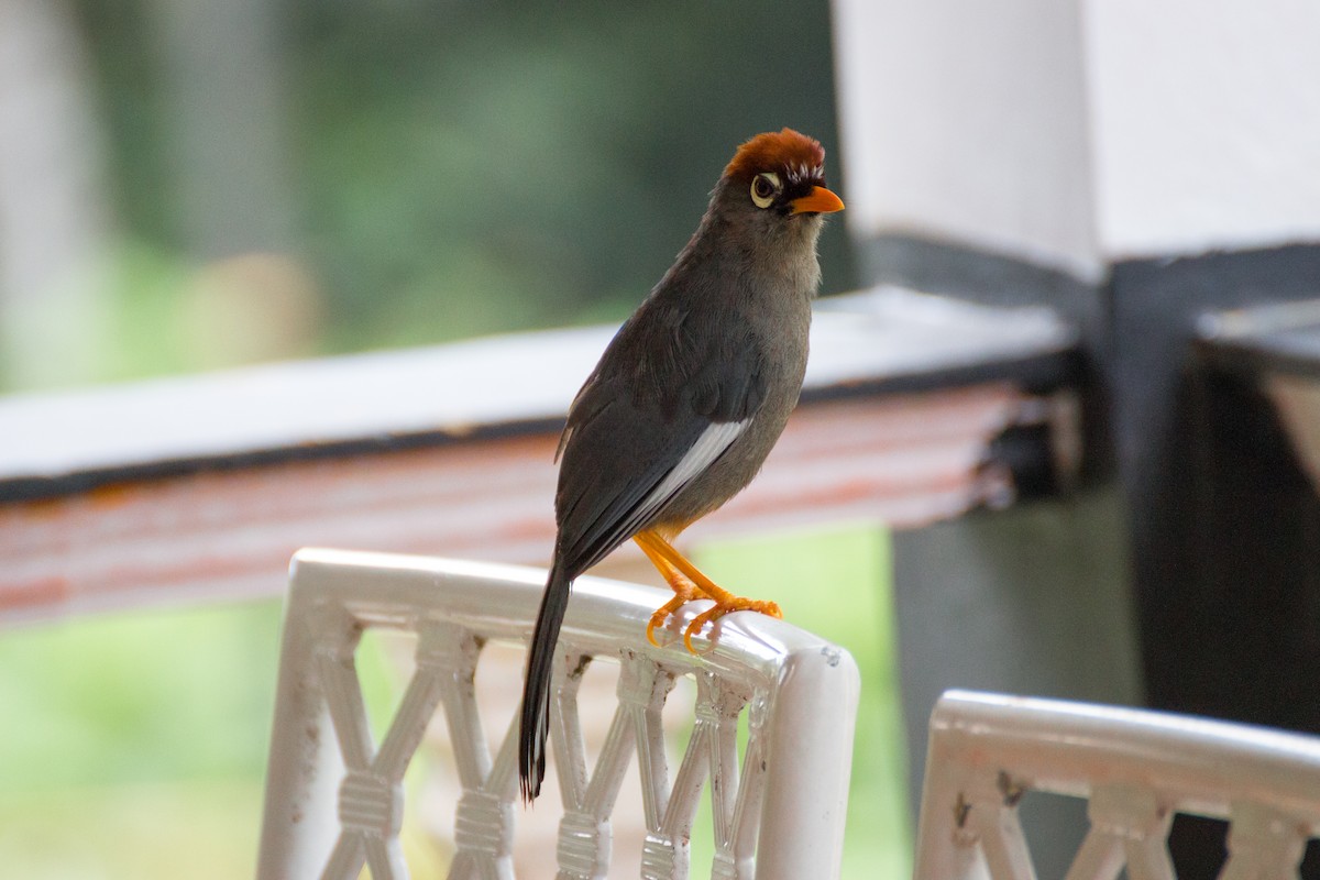 Chestnut-capped Laughingthrush - ML640076406
