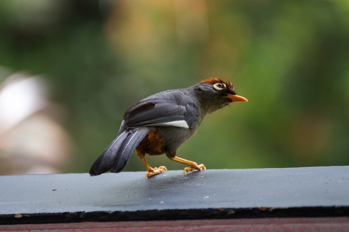 Chestnut-capped Laughingthrush - ML640076408
