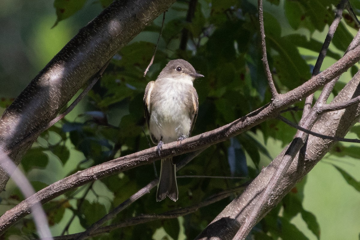 Eastern Phoebe - ML640076423