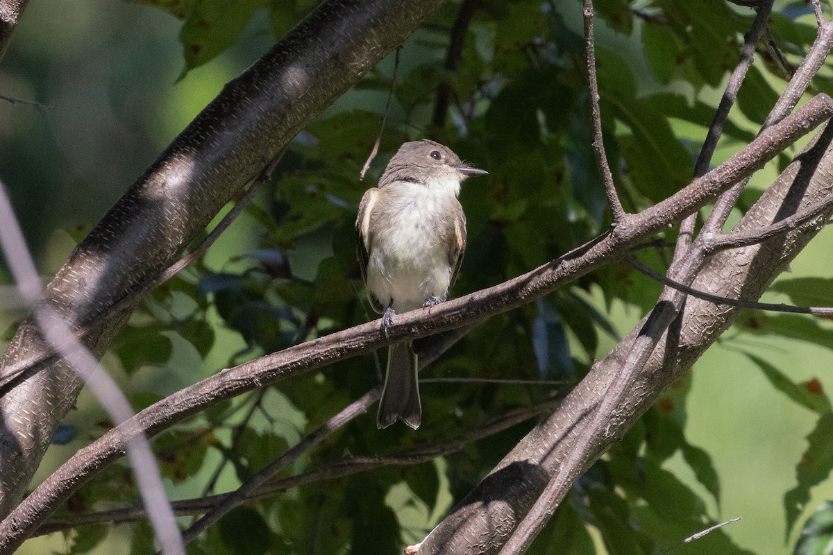 Eastern Phoebe - ML640076424