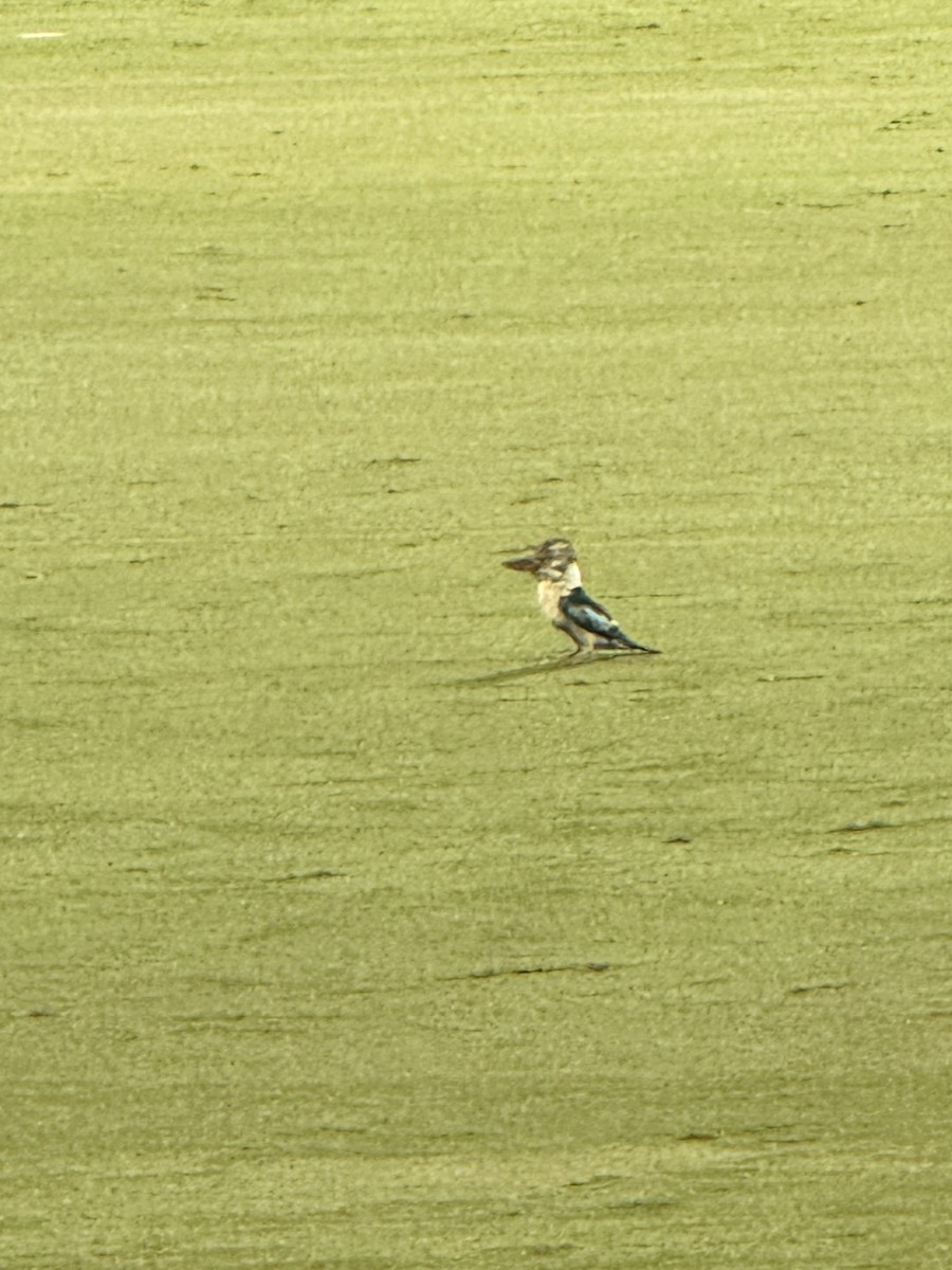 Blue-winged Kookaburra - ML640076567