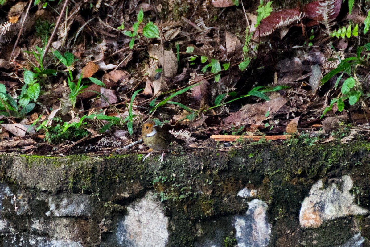 Rufous-browed Flycatcher - ML640076705
