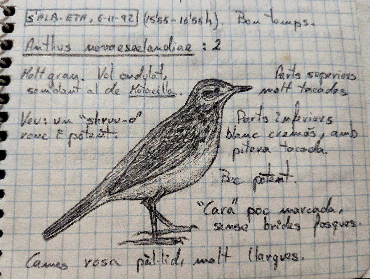 Richard's Pipit - ML640076710