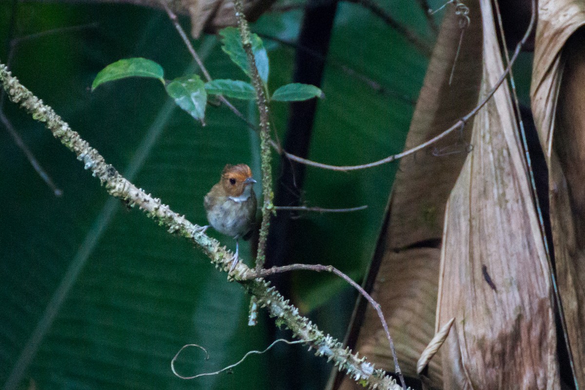Rufous-browed Flycatcher - ML640076720