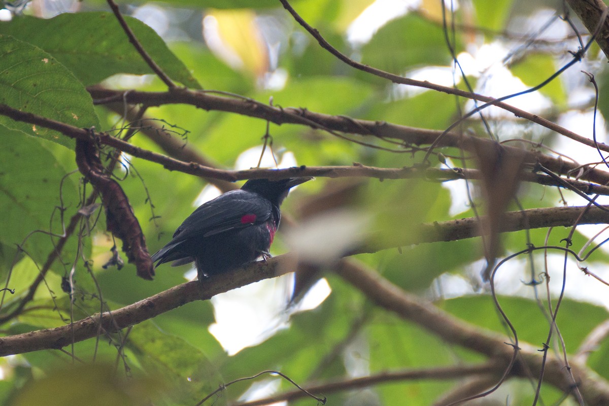 Black-and-crimson Oriole - ML640076751