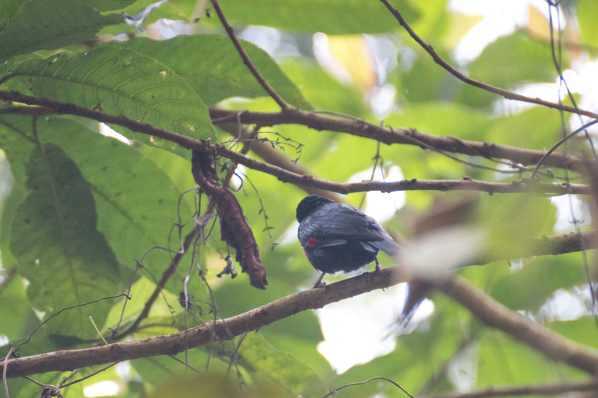Black-and-crimson Oriole - ML640076752