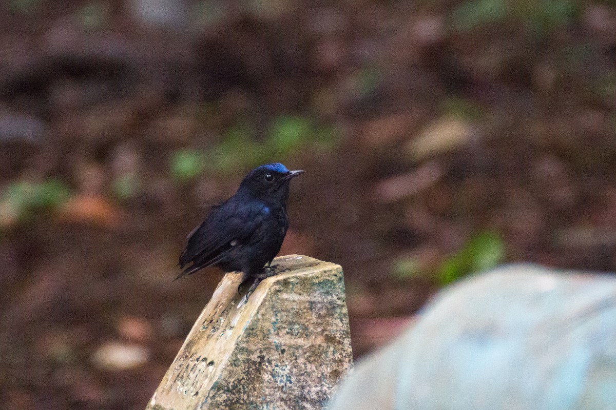 White-tailed Robin - ML640076760