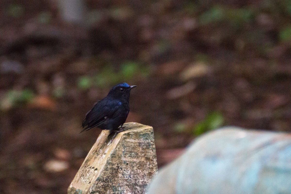 White-tailed Robin - ML640076761