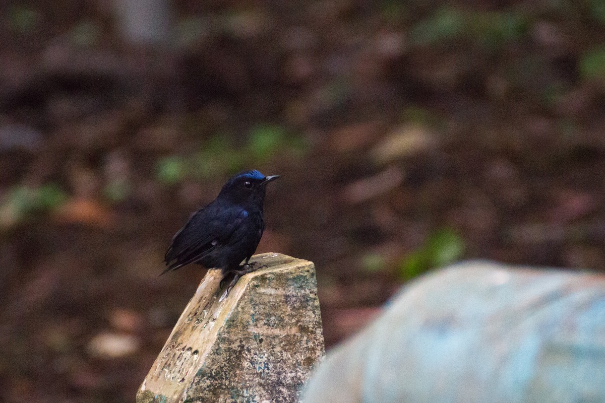 White-tailed Robin - ML640076762