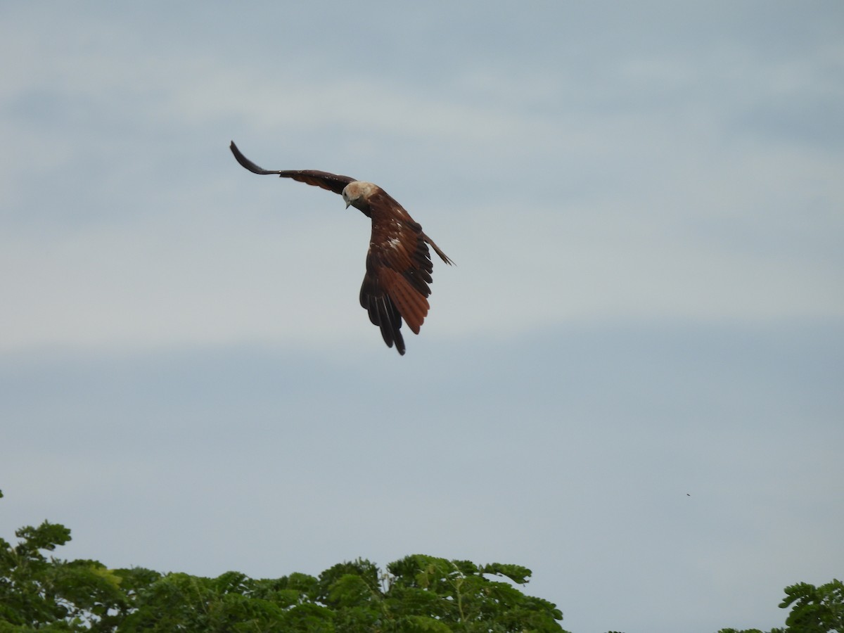 Brahminy Kite - ML640076808