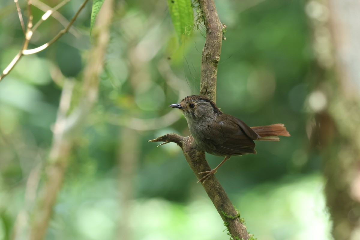 Dusky Fulvetta - ML640076819
