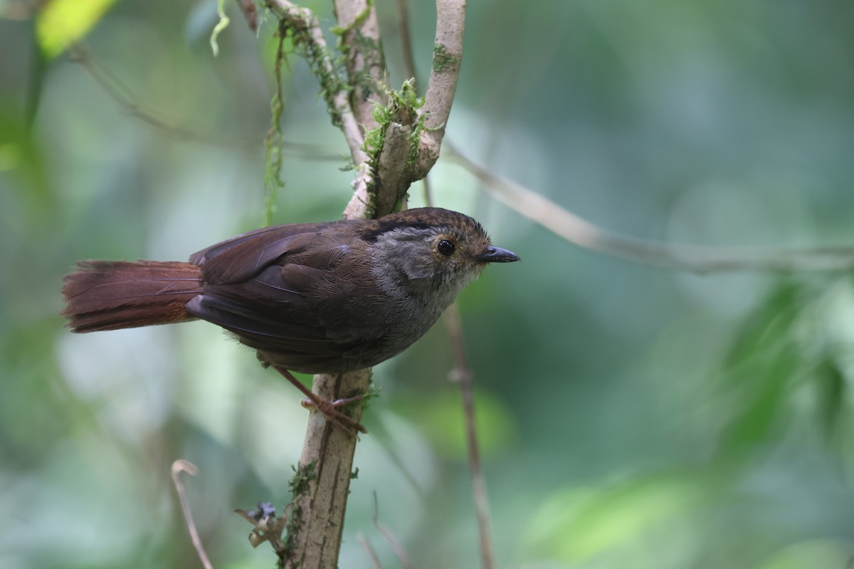 Dusky Fulvetta - ML640076822