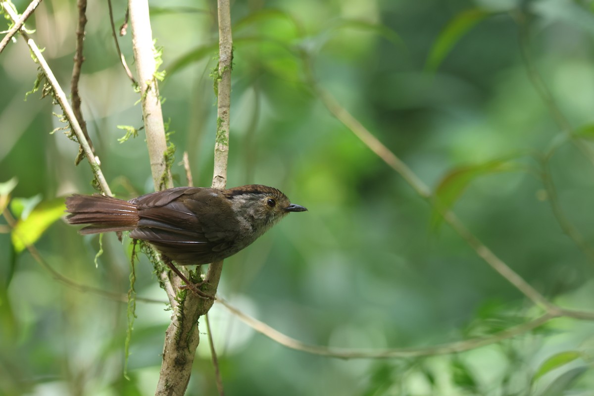 Dusky Fulvetta - ML640076828