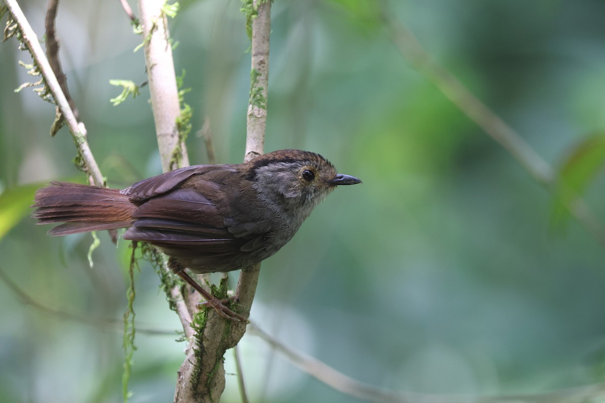 Dusky Fulvetta - ML640076838