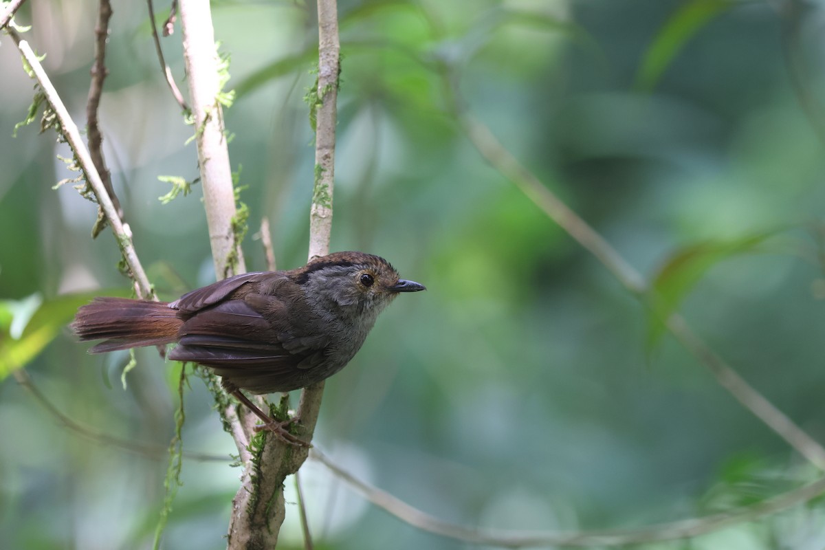 Dusky Fulvetta - ML640076839