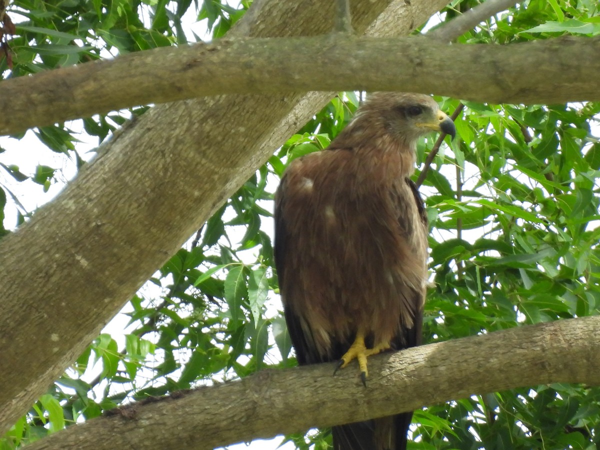 Black Kite - ML640076871