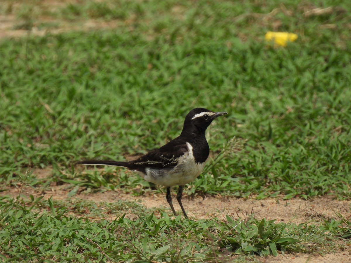 White-browed Wagtail - ML640076884