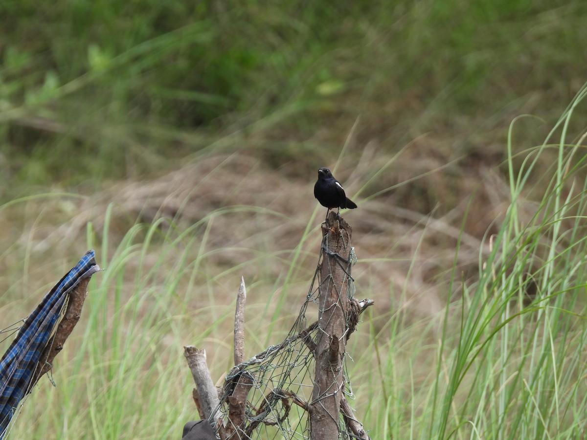 Indian Robin - ML640076899