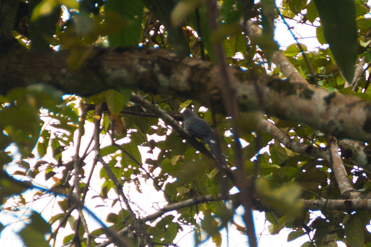 Red-billed Malkoha - ML640077003