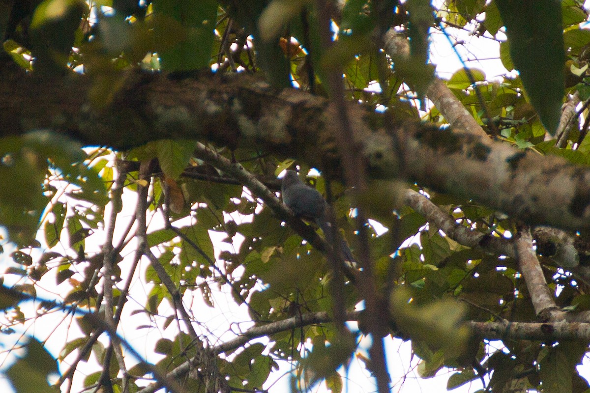 Red-billed Malkoha - ML640077004