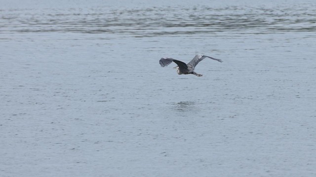 Great Blue Heron - ML640077129