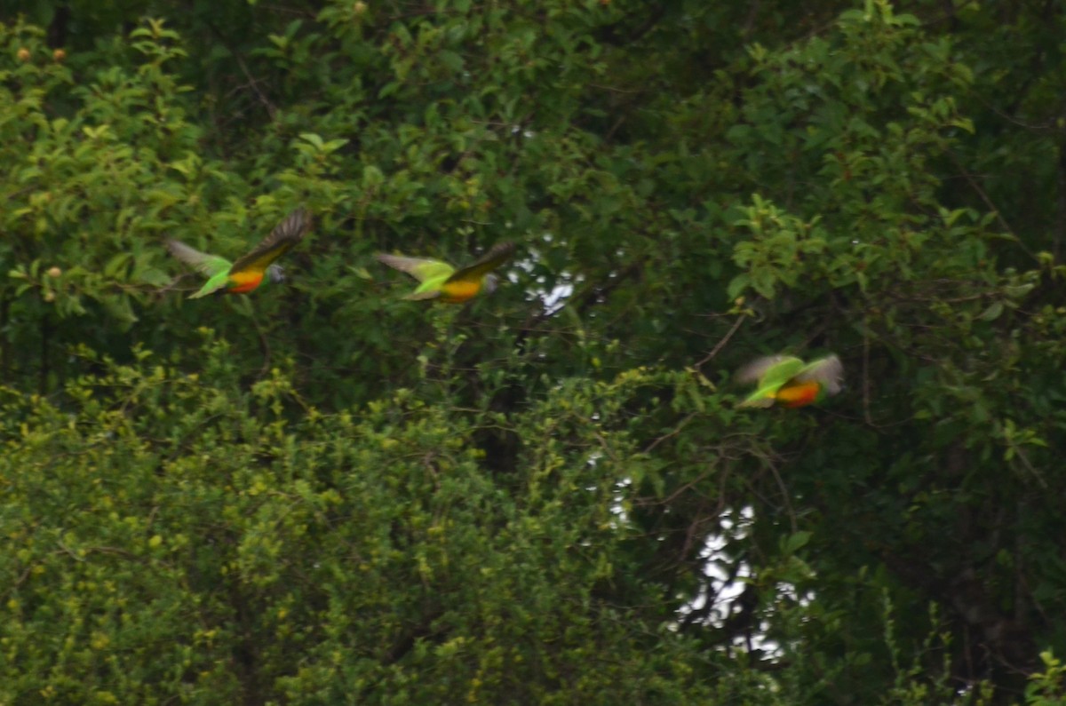 Senegal Parrot - ML640077245