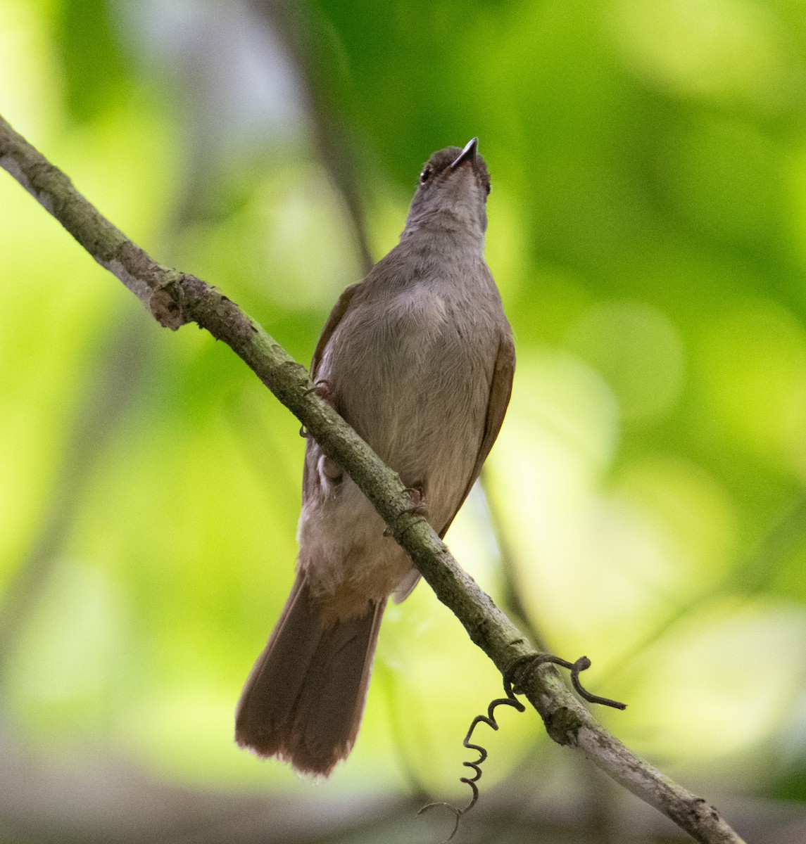 Spectacled Bulbul - ML640077316