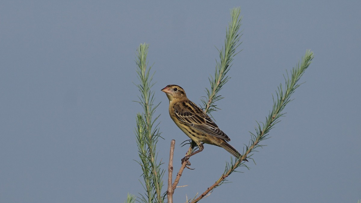 Bobolink - ML640077367
