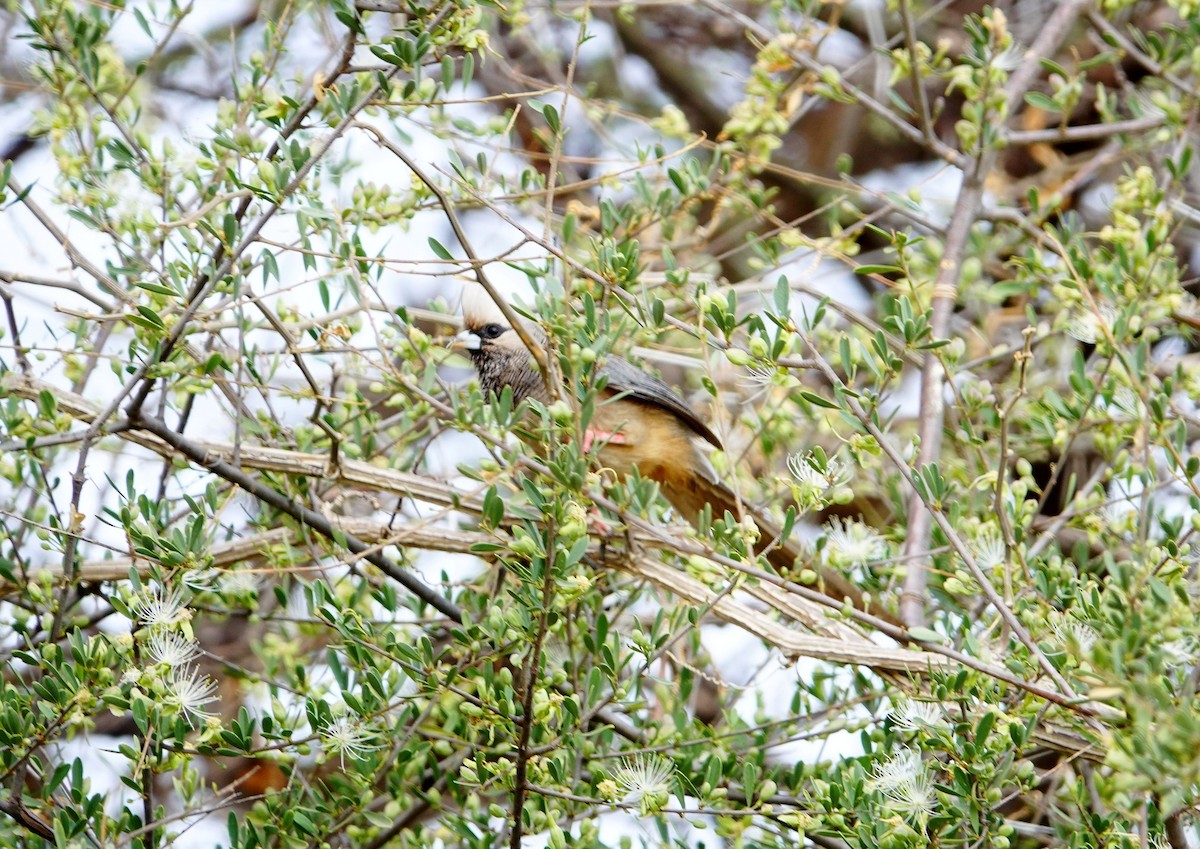 White-headed Mousebird - ML640077442