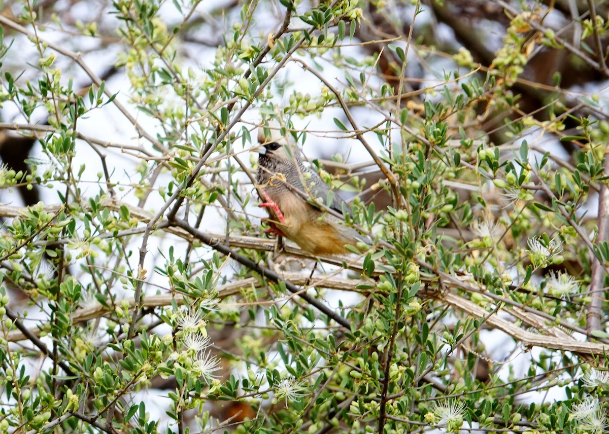 White-headed Mousebird - ML640077443
