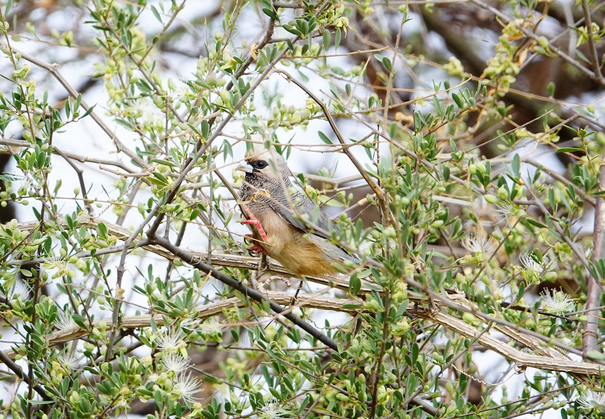White-headed Mousebird - ML640077444
