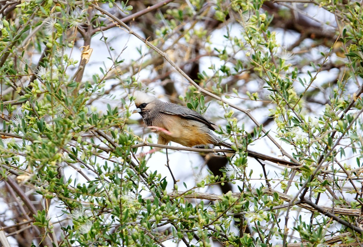 White-headed Mousebird - ML640077446